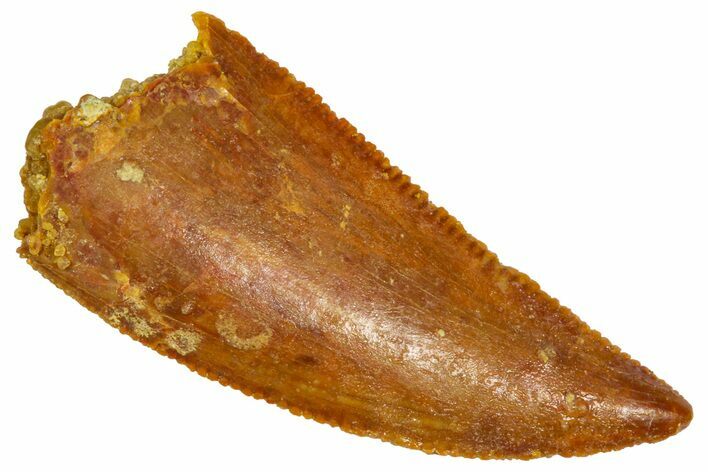 Serrated Raptor Tooth - Real Dinosaur Tooth #360987